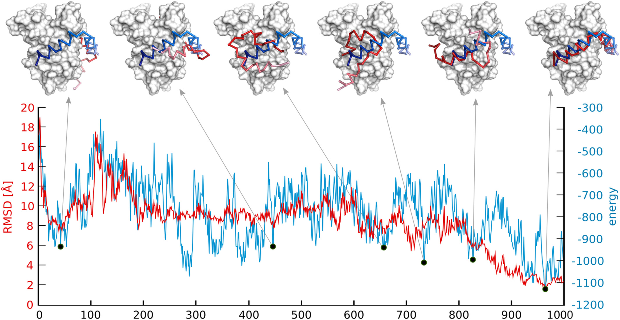 Peptide folding and binding dynamics