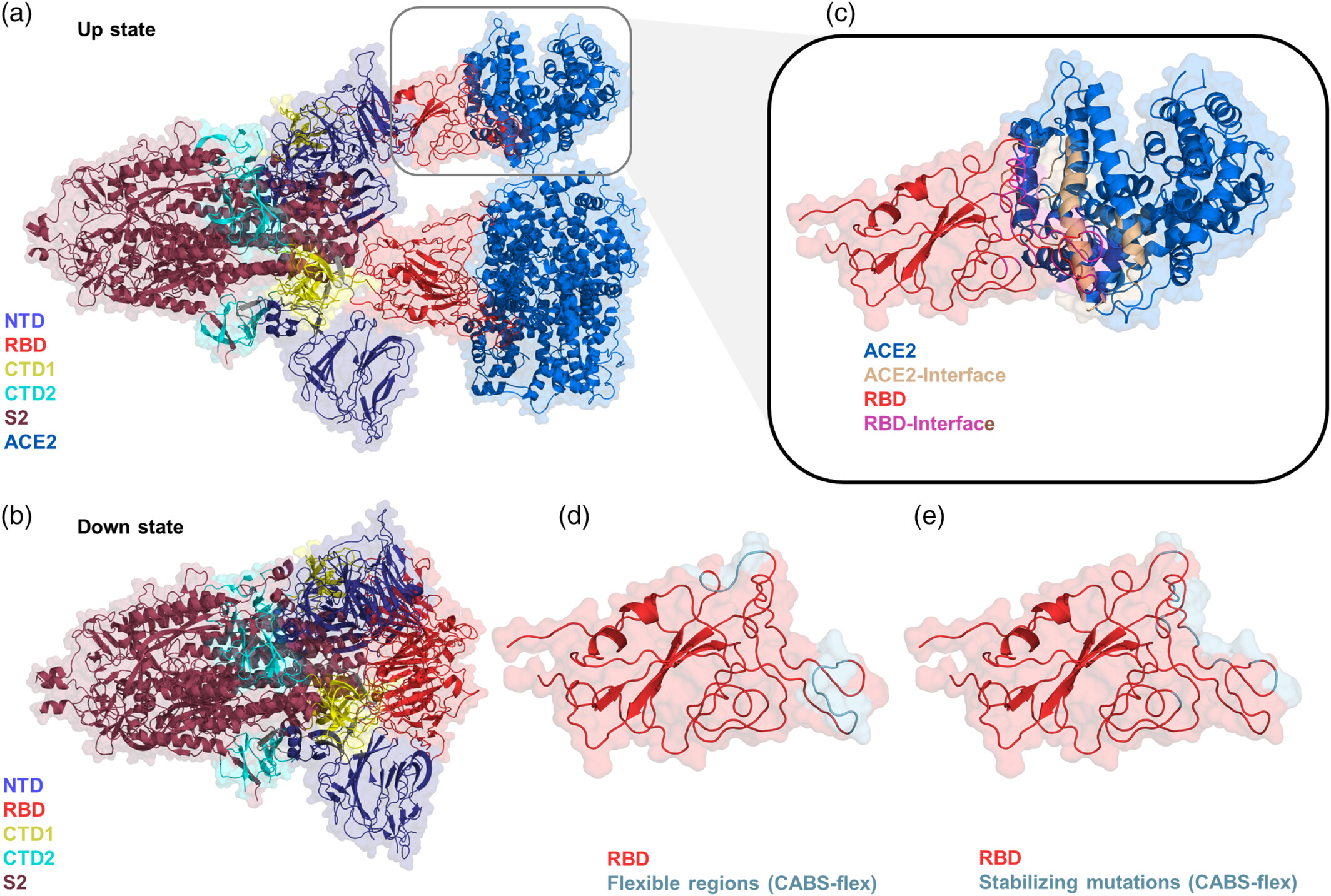 SARS-CoV-2 Spike protein dynamics